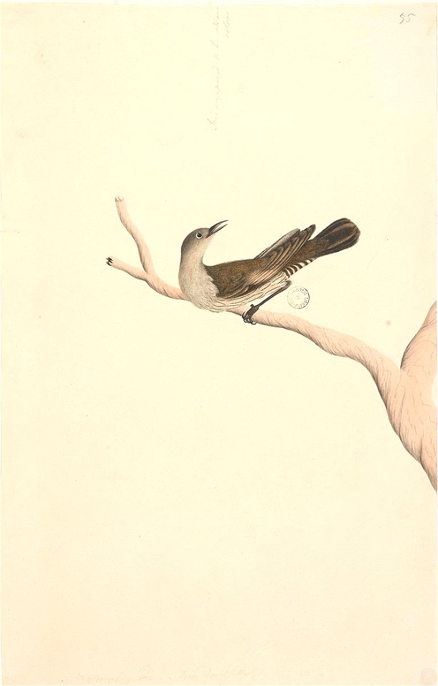 f.64  Brown tree Creeper  [Climacteris picumnus]