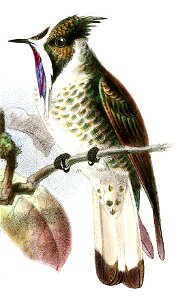 Colibri à barbe bleue (Oxypogon cyanolaemus)
