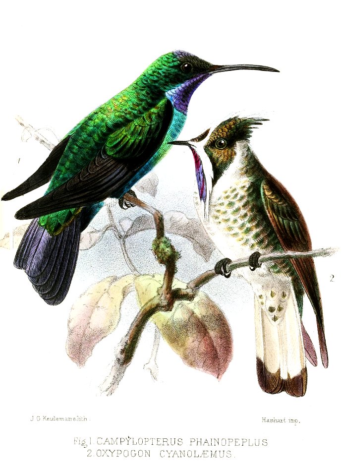 English:  
« Campylopterus phainopeplus » = Campylopterus phainopeplus (Santa Marta Sabrewing)
« Oxypogon cyanolaemus » = Oxypogon guerinii cyanolaemus (Subspecies of Bear