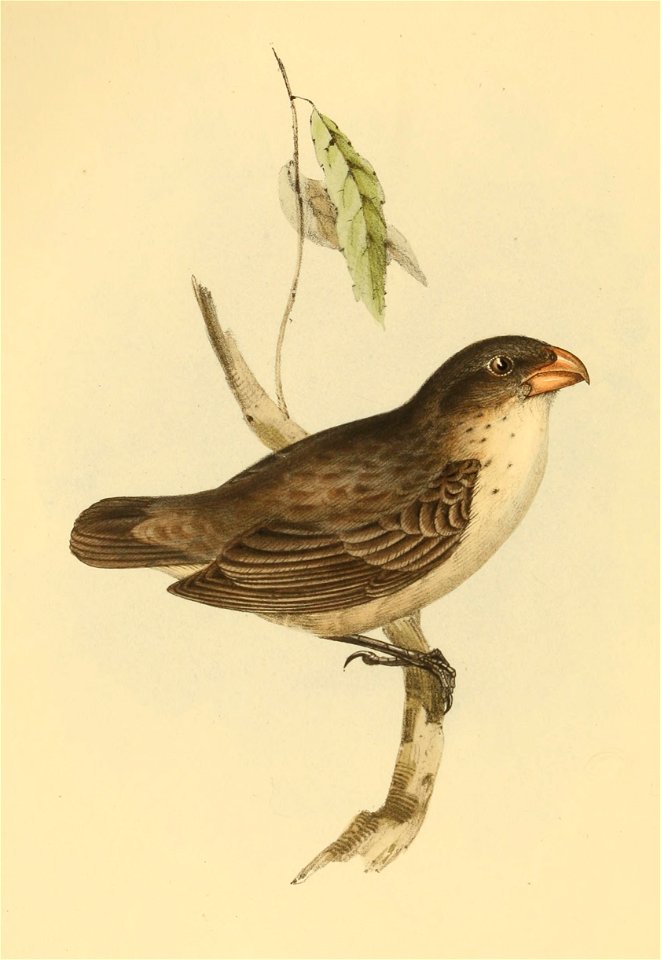 Papageischnabel-Darwinfink (Camarhynchus psittacula) (laut Bild: Camarhynchus psittaculus)