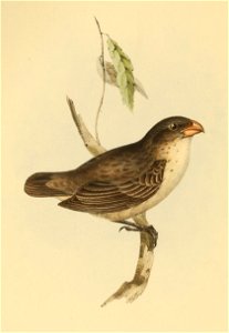 Papageischnabel-Darwinfink (Camarhynchus psittacula) (laut Bild: Camarhynchus psittaculus)