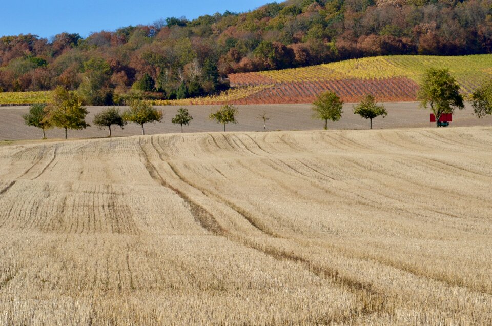 Avenue landscape harvest
