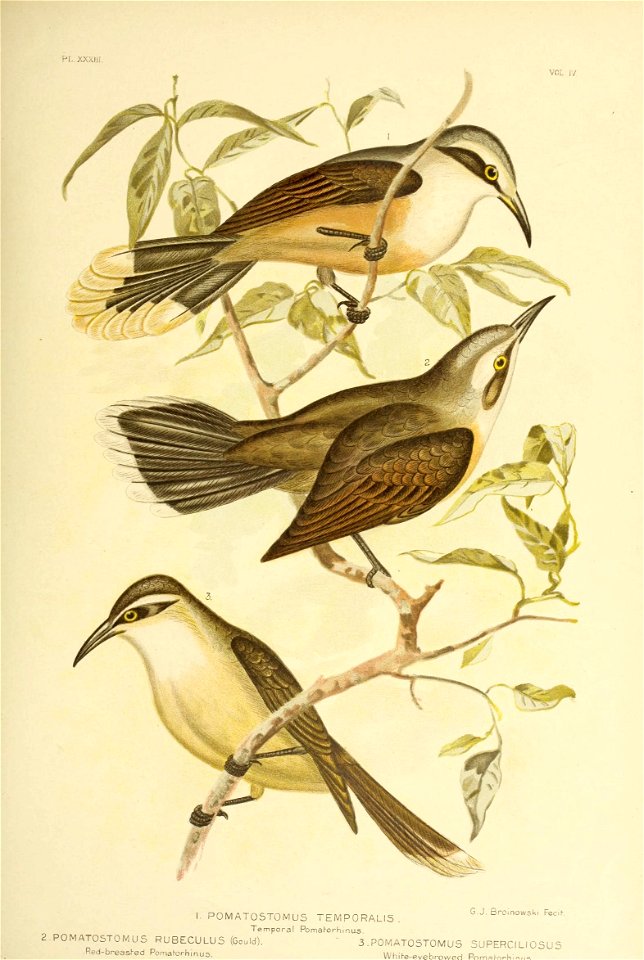 PL.XXXIIf. 
I. P0MAT05T0MUS TEMPORALIS. G.J. Broinowski Fecih 
Temporal PomaForhmus 
2.POMATOSTOMUS RUBECULUS (Gould). 3 . POMATOSTOMUS SUPERCI LI OSU S 

Red-breasred Pomatorhinus. Whihe-evebrowed Po