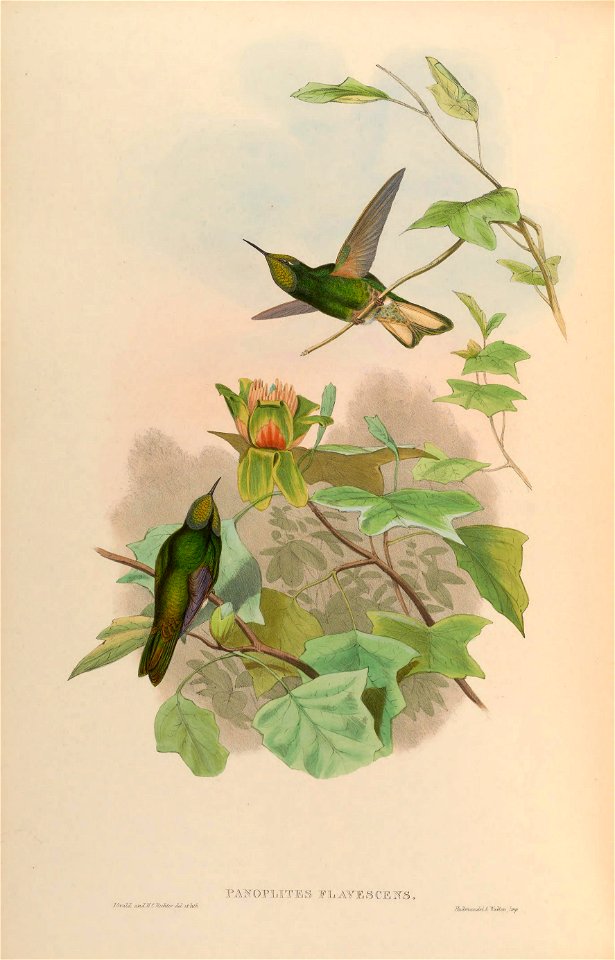 Panoplites flavescens = Boissonneaua flavescens [1]