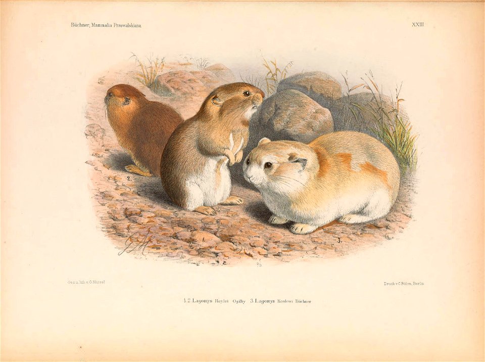 Plate on the page 347 Fig 1-2 Lagomys roylei = Ochotona cansus; Fig. 3 Ochotona koslowi in winter plumage