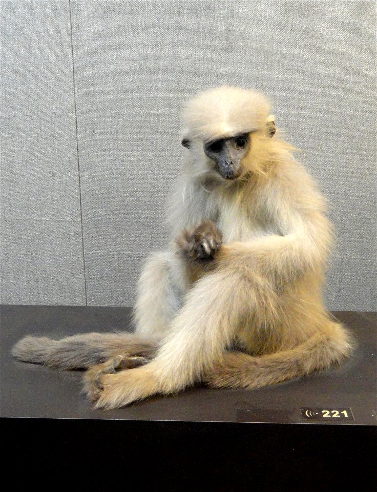 Taxidermy exhibit in the Kunming Natural History Museum of Zoology (昆明动物博物馆), Kunming, Yunnan, China.