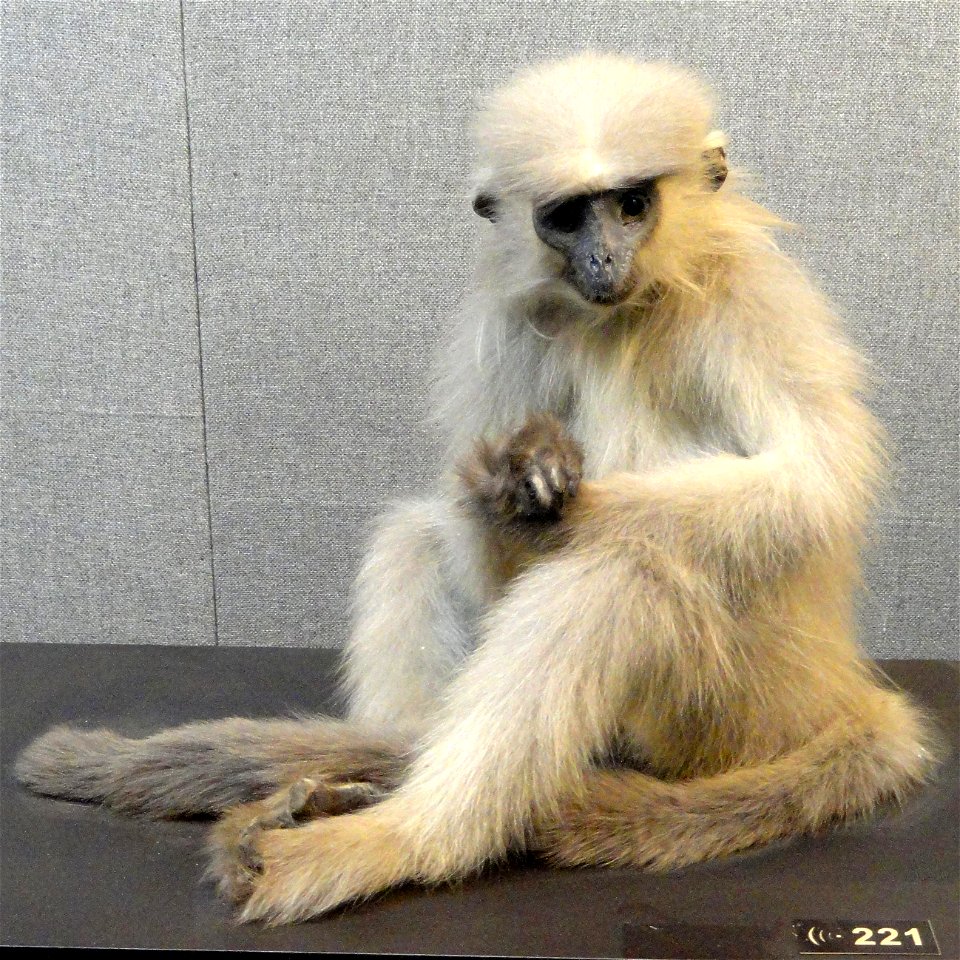 Taxidermy exhibit in the Kunming Natural History Museum of Zoology (昆明动物博物馆), Kunming, Yunnan, China.
