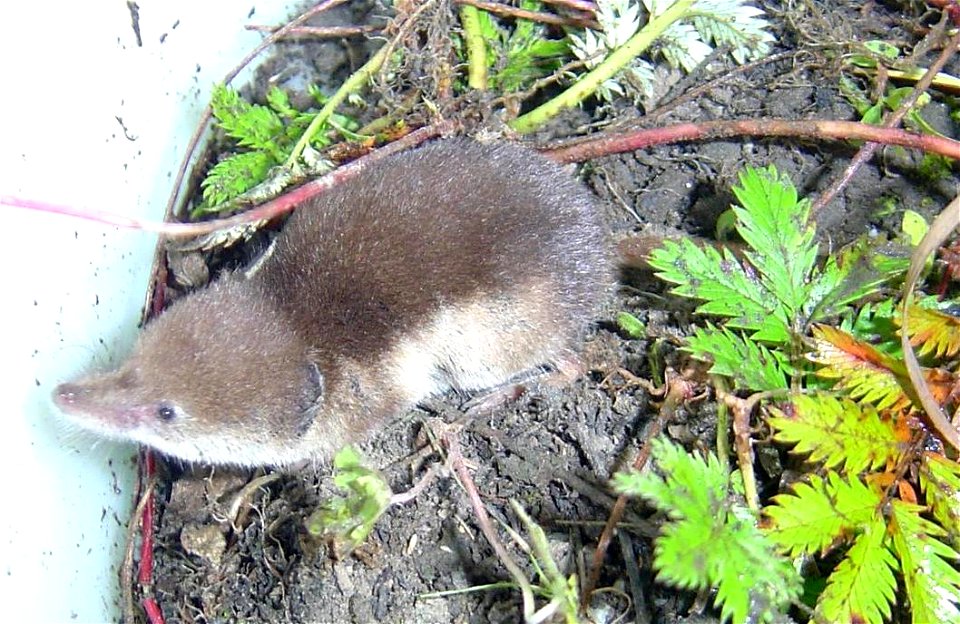 Tundra shrew (Sorex tundrensis)