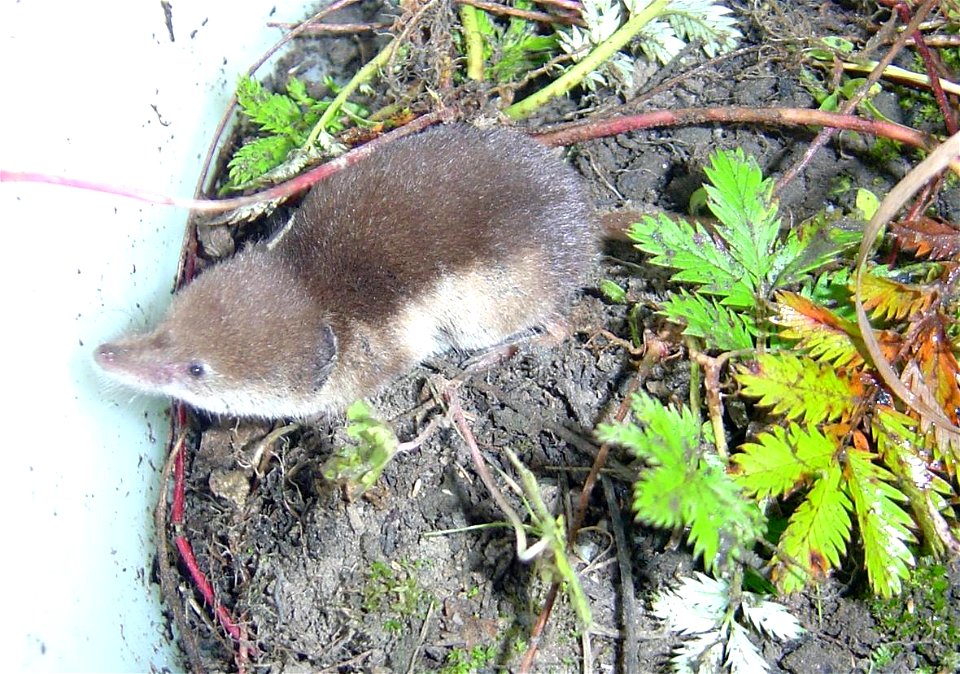 Tundra shrew (Sorex tundrensis)
