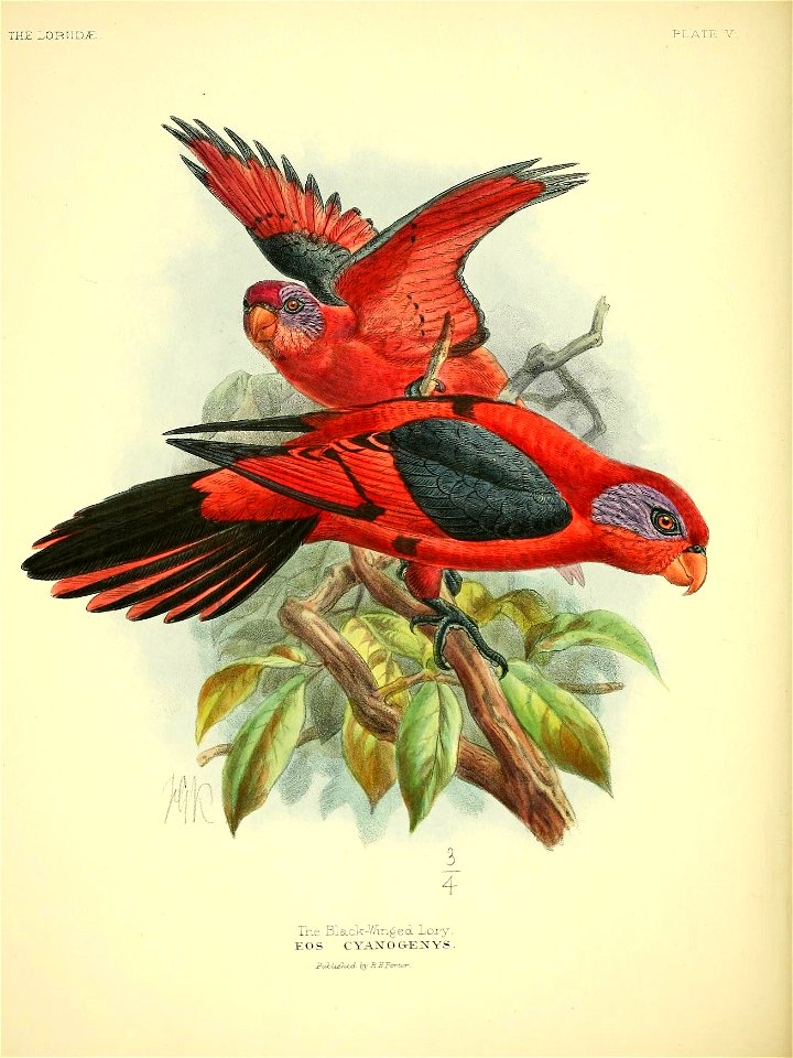THE LORIIDJE 
PLATE V., 
Ihe Black-Winged Lory. 
EOS CYANO&ENYS. 

FubkJhjul by RJlTcr-ter-