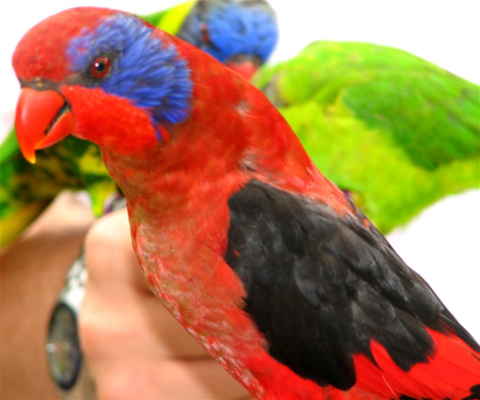 Black Winged Lorikeet