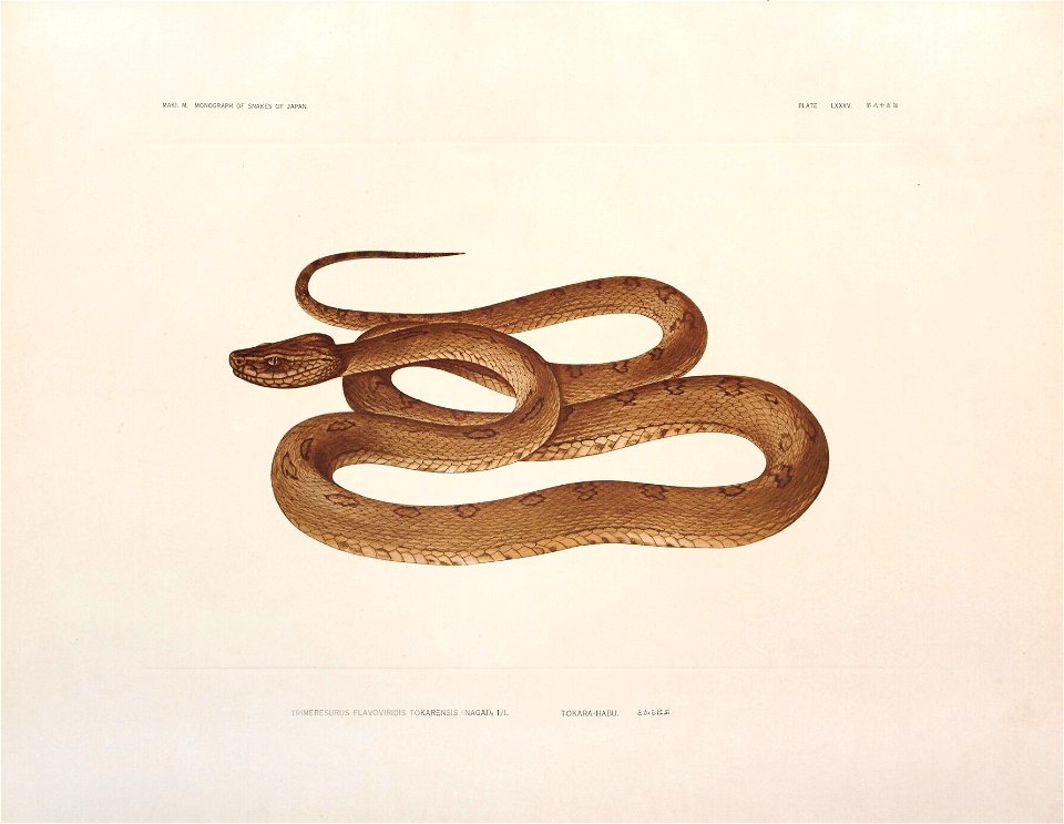 Trimeresurus flavoviridis tokarensis (Protobothrops tokarensis); Plate LXXXV in「日本蛇類図譜」[Monograph of the snakes of Japan] 1933  by Moichirō Maki (1886–1959)