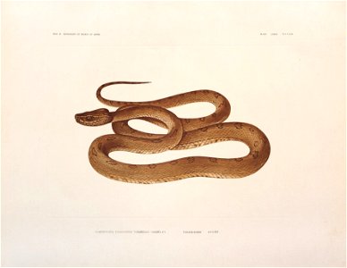 Trimeresurus flavoviridis tokarensis (Protobothrops tokarensis); Plate LXXXV in「日本蛇類図譜」[Monograph of the snakes of Japan] 1933  by Moichirō Maki (1886–1959)