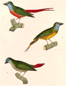 English:  « Fringilla sphecura » = Erythrura prasina prasina (Subspecies of Pin-tailed Parrotfinch) - two males and a femaleFrançais :  « Fringilla sphecura&#16