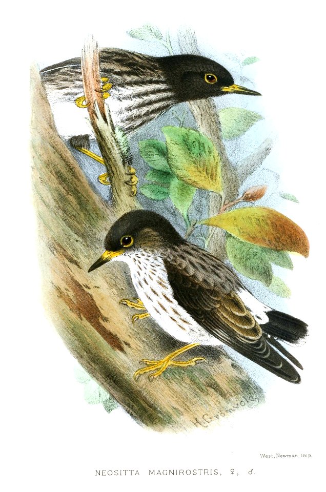Neositta magnirostris=Daphoenositta chrysoptera