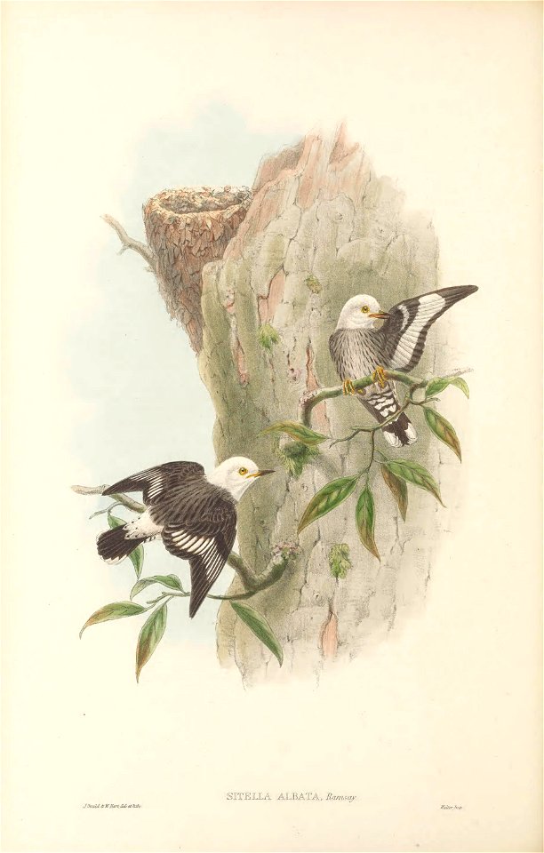 Sitella albata (=Daphoenositta chrysoptera albata) in The birds of New Guinea and the adjacent Papuan islands, including many new species recently discovered in Australia. v.3 (Plate 28).