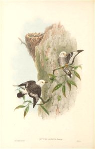 Sitella albata (=Daphoenositta chrysoptera albata) in The birds of New Guinea and the adjacent Papuan islands, including many new species recently discovered in Australia. v.3 (Plate 28).