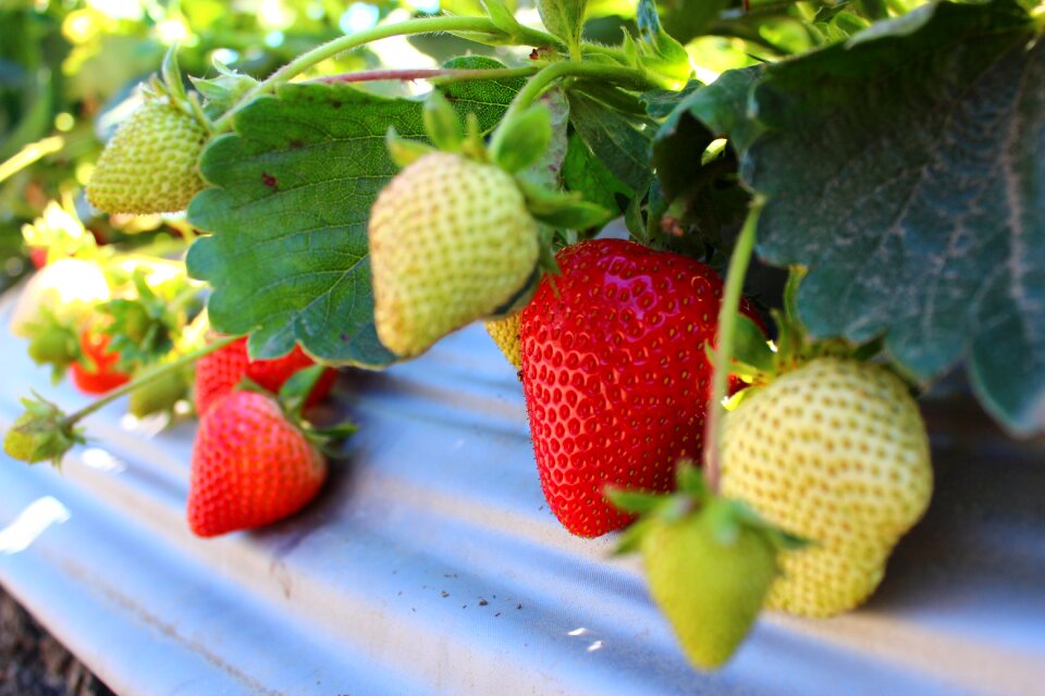 Plant vitamins strawberries