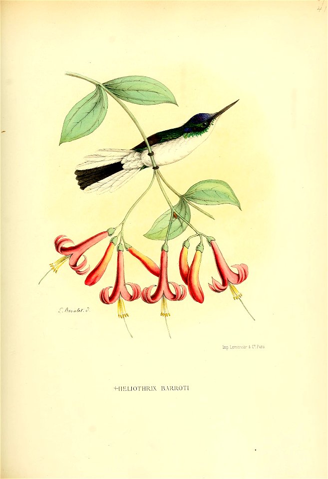 Heliothryx barroti