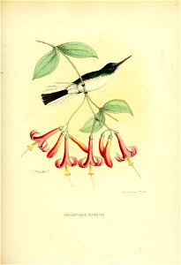 Heliothryx barroti