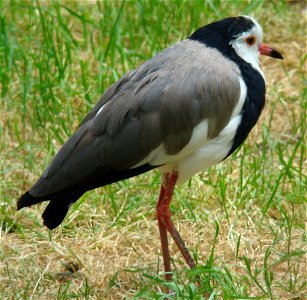Long-toed Lapwing (Vanellus crassirostris). Taken by Christfried Naumann, Zoo Berlin, 2008-05-27.