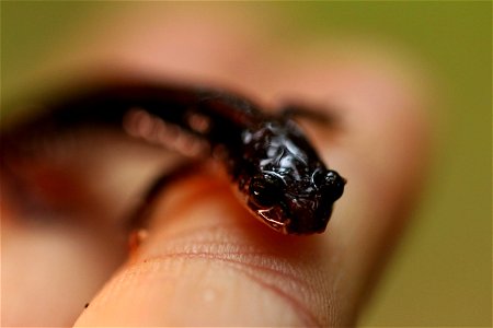 Western Red-backed Salamander (Plethodon vehiculum) You are free to use this image with the following photo credit: Peter Pearsall/U.S. Fish and Wildlife Service photo