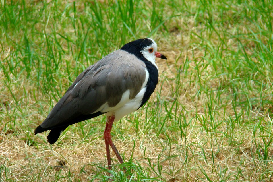 Long-toed Lapwing (Vanellus crassirostris). Taken by Christfried Naumann, Zoo Berlin, 2008-05-27.
