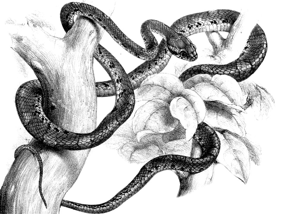 Proceedings of the Zoological Society of London Pl. XL. Boiga barnesii