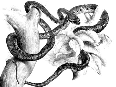 Proceedings of the Zoological Society of London Pl. XL. Boiga barnesii