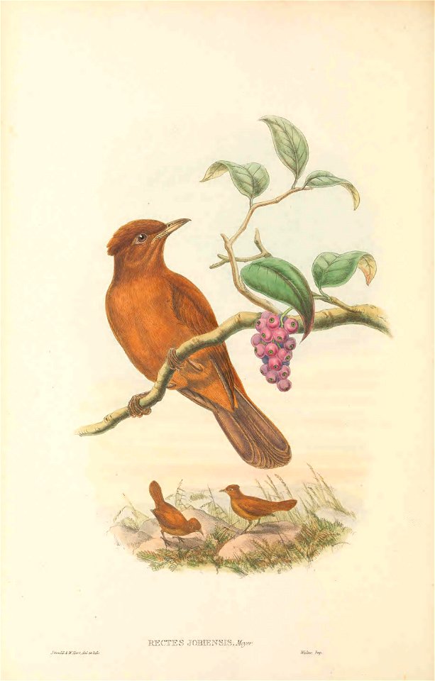 Rectes jobiensis = Pitohui kirhocephalus jobiensis - The birds of New Guinea and the adjacent Papuan islands : including many new species recently discovered in Australia. v.1 (Plate LV).