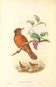 Rectes jobiensis = Pitohui kirhocephalus jobiensis - The birds of New Guinea and the adjacent Papuan islands : including many new species recently discovered in Australia. v.1 (Plate LV).