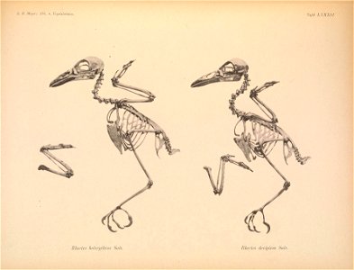 6 
Rhectes holerythrus = Pseudorectes ferrugineus holerythrus
Rhectes decipiens = Pitohui kirhocephalus decipiens
^ 

ö^