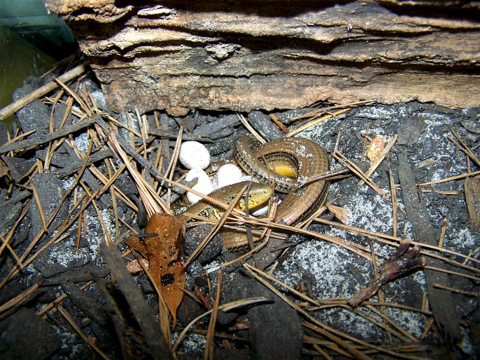 Female O.ventralis with eggs