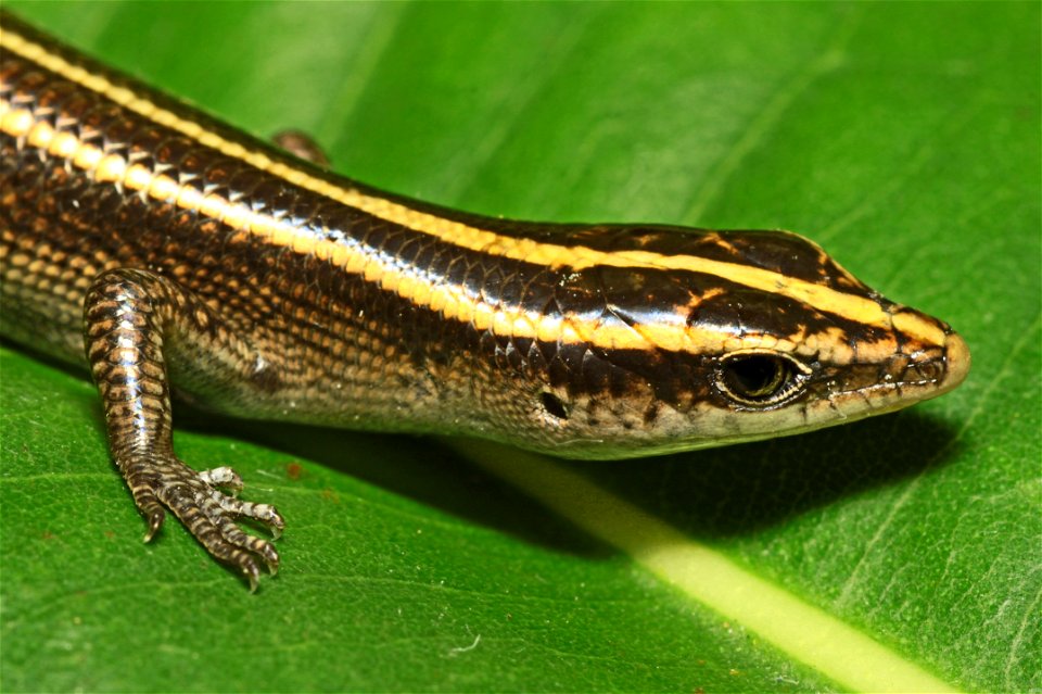 A copper-striped blue-tailed skink (Emoia impar) photographed in Samoa during a USGS field survey in 2010