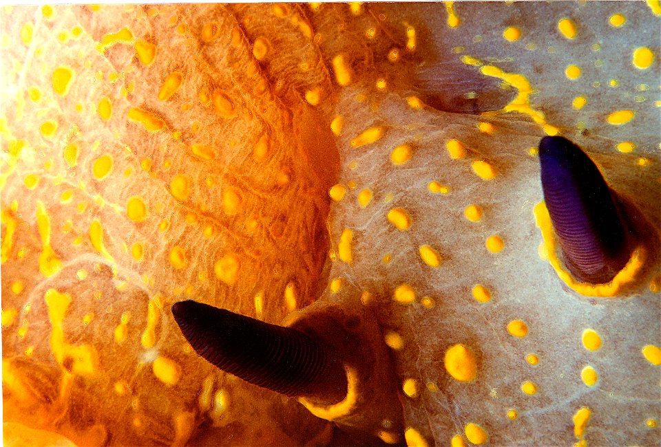 part of head and rhinophores of Felimare picta (Schultz in Philippi, 1836) - Cerbère
