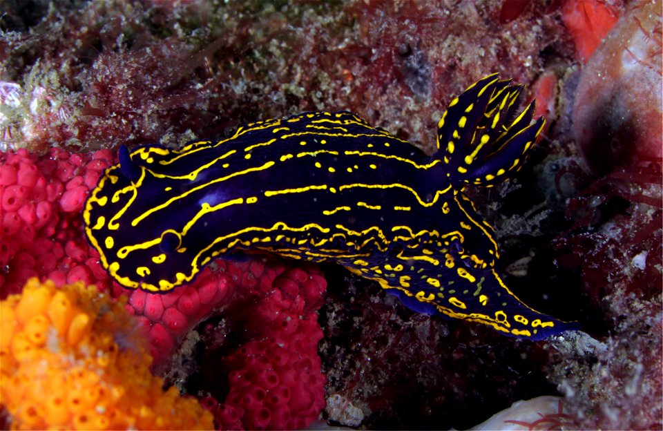 Felimare picta at Gray's Reef National Marine Sanctuary, Savannah, Georgia.