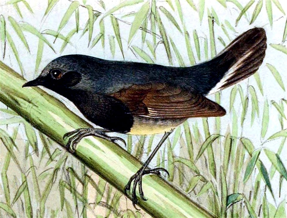 English:  « Larvivora obscura » = Calliope obscura (Blackthroat) - maleFrançais :  « Larvivora obscura » = Calliope obscura (Rossignol à gorge noire) - mâl
