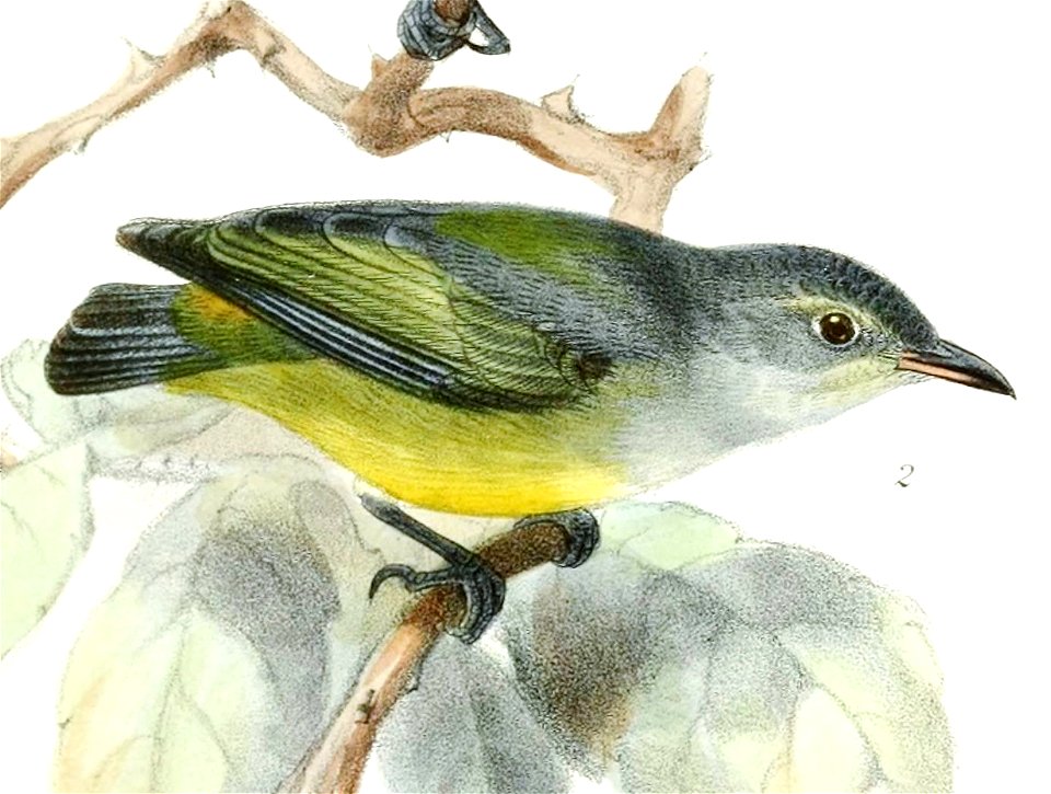 English:  « Dicaeum trigonostigma » = Dicaeum trigonostigma (Orange-bellied Flowerpecker)Français :  « Dicaeum trigonostigma » = Dicaeum trigonostigma (Dic