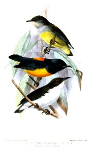 Dicaeum sibutuense = Dicaeum trigonostigma sibutuense
Dicaeum hypoleucum