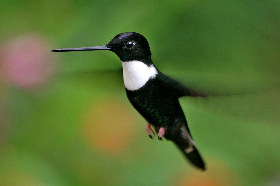 Collared Inca hovering