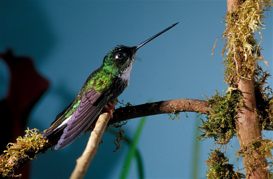 Collared Inca (Coeligena torquata) from the NBII Image Gallery. A female at Cordillera del Cóndor, Ecuador.