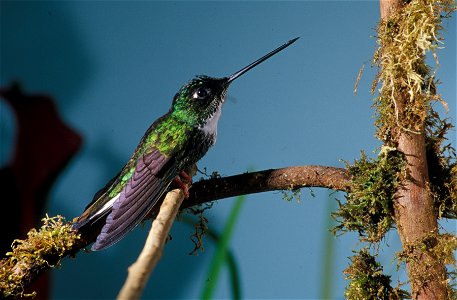 Collared Inca (Coeligena torquata) from the NBII Image Gallery. A female at Cordillera del Cóndor, Ecuador.