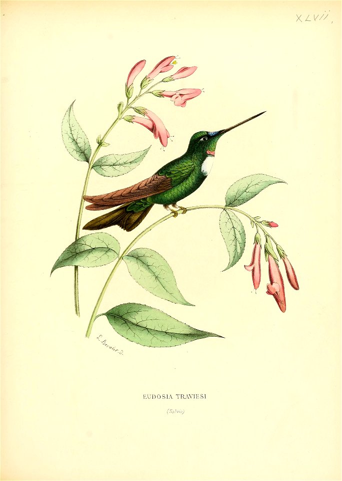 Eudosia traviesi = Coeligena torquata[1]