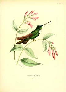 Eudosia traviesi = Coeligena torquata[1]