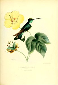 Homophania insectivora = Coeligena torquata fulgidigula[1]