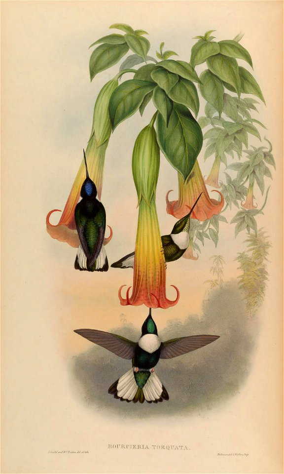 Bourciera torquata = Coeligena torquata [1]