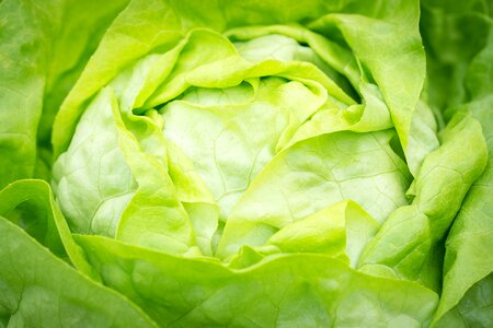Häuptelsalat green lettuce leaves