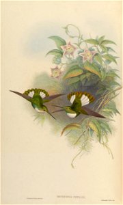 Bourciera conradi = Coeligena torquata conradii [1]