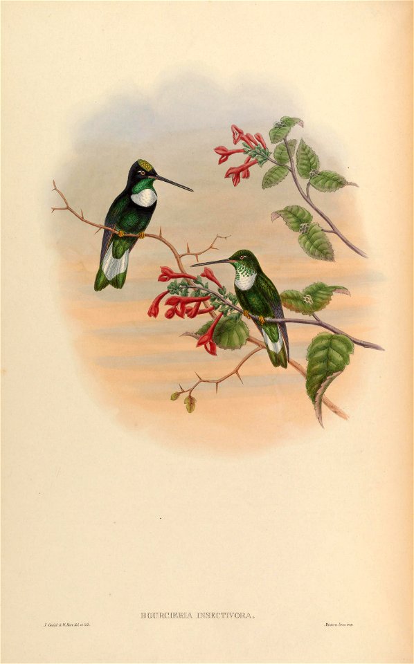 Bourcieria insectivora = Coeligena torquata insectivora [1]
