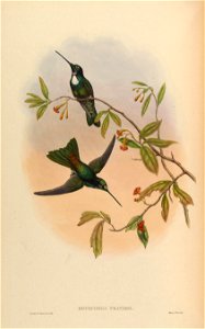 Bourcrieria insectivora = Coeligena torquata torquata [1]